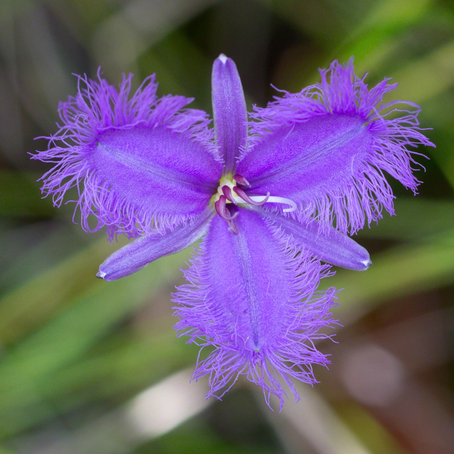 Warren-Hinder-Fringe-Lilly.jpg