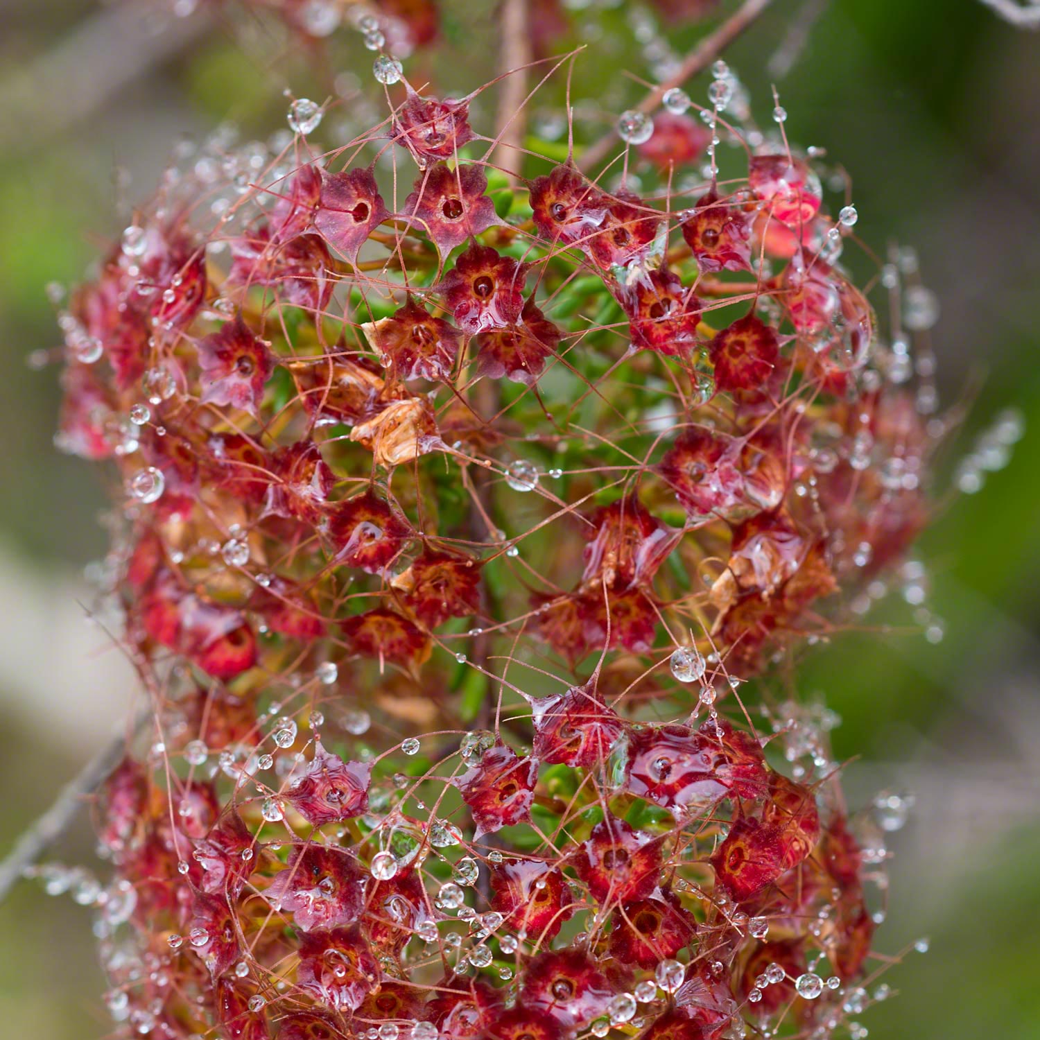 Warren-Hinder-Flower-Matrix.jpg