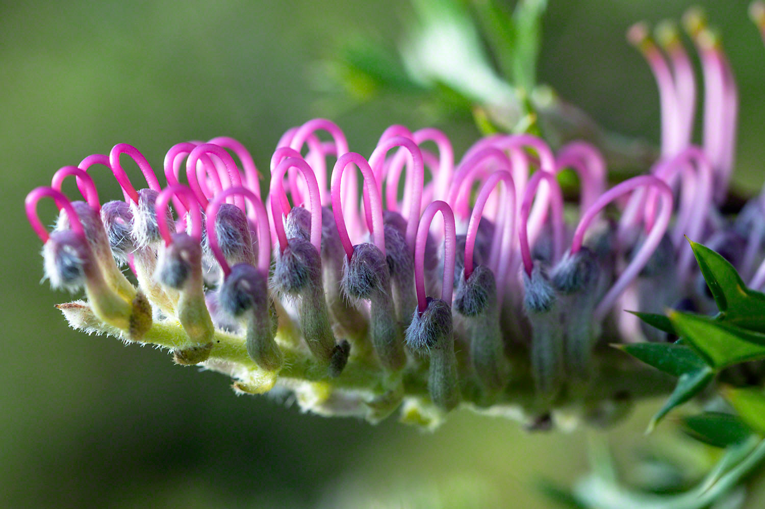 Warren-Hinder-Grevillia-up-close.jpg