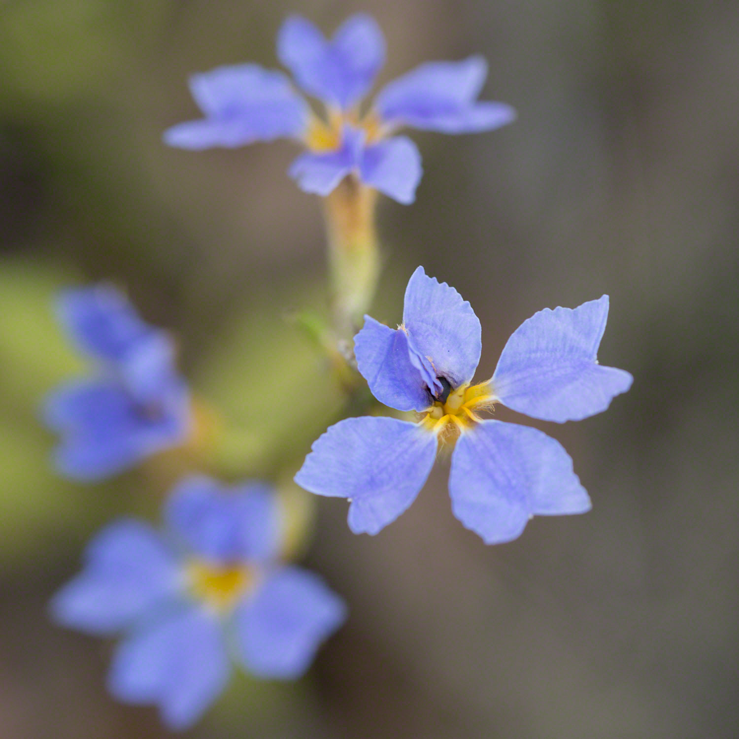 Warren-Hinder-blue-Flower-detail.jpg