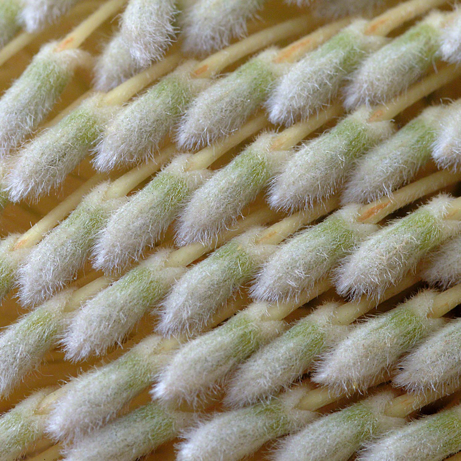 Warren-Hinder-Banksia-detail.jpg