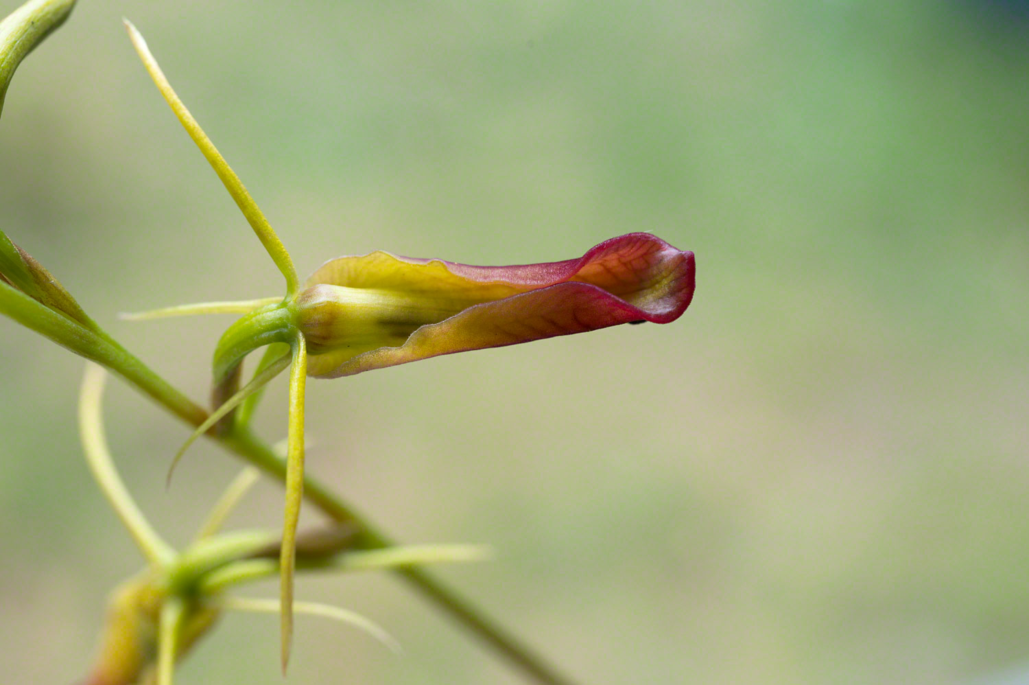 Warren-Hinder-Long-Tongue-Orchid.jpg