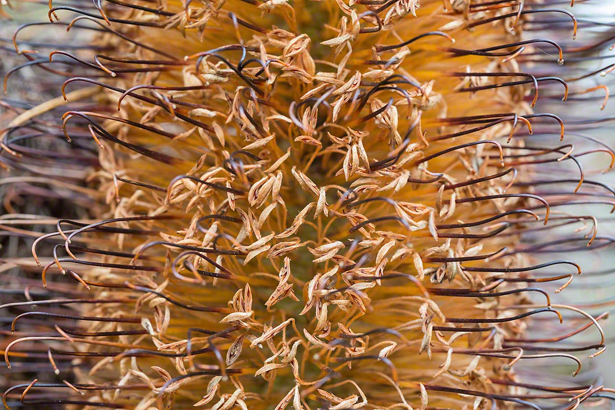 Warren-Hinder-Banksia-Copyright-2013.jpg