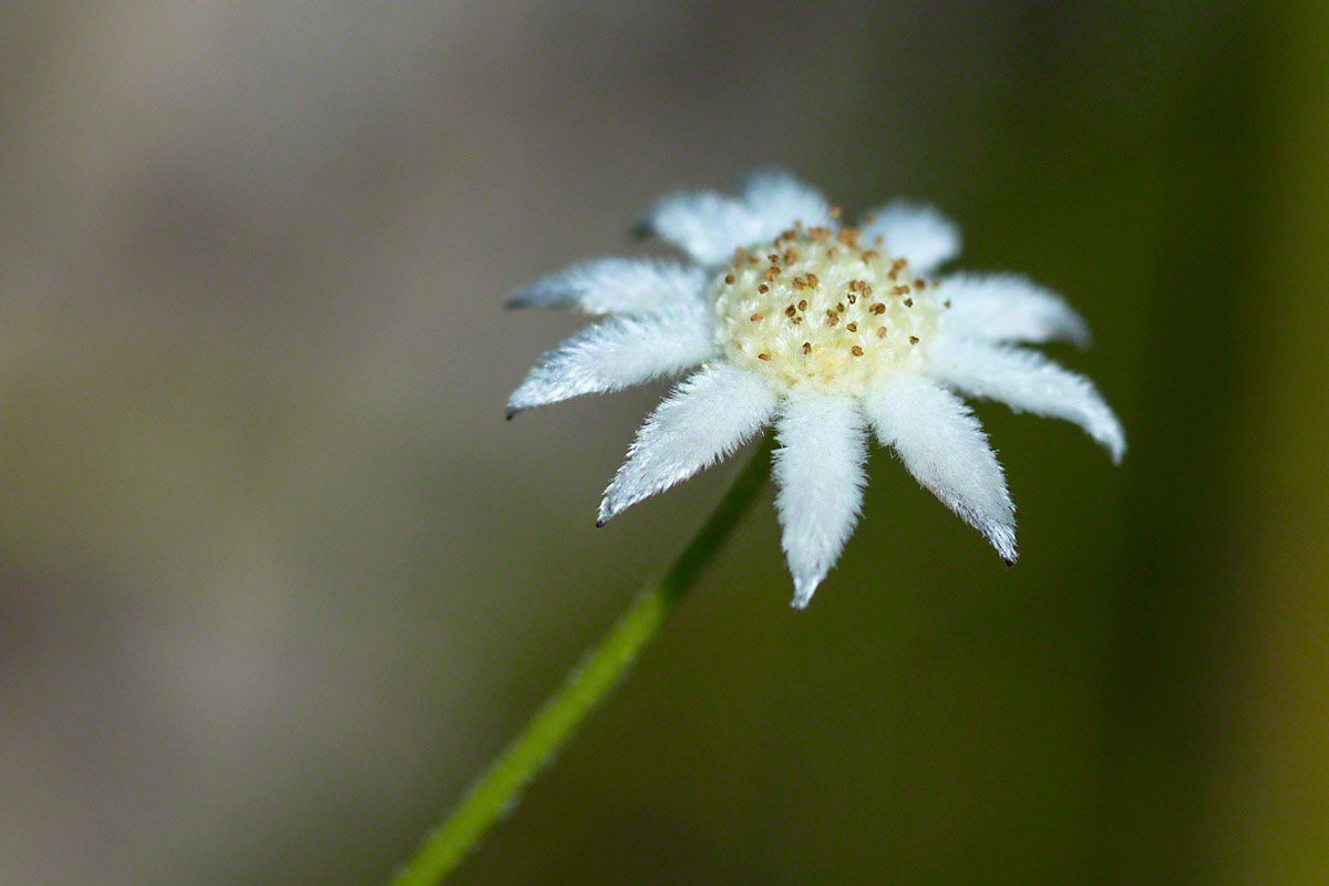 Warren-Hinder-Actinotus.minor-Flannel-Flower.jpg