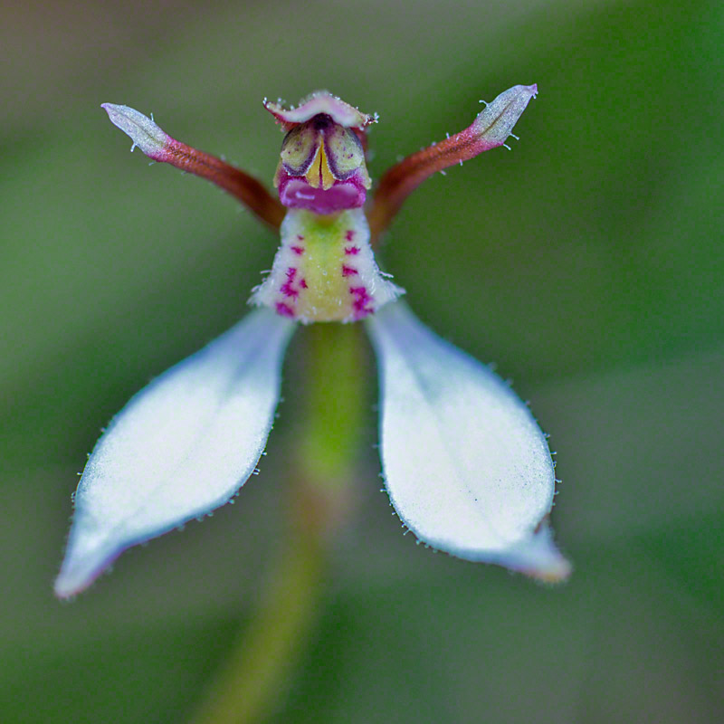 Warren-Hinder-Eriochilus.petricola.jpg