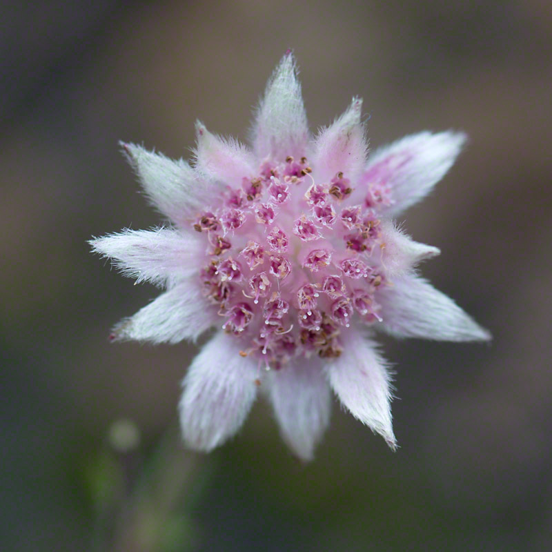 Warren-Hinder-Pink-Flannel-Flower-10-03-13.jpg