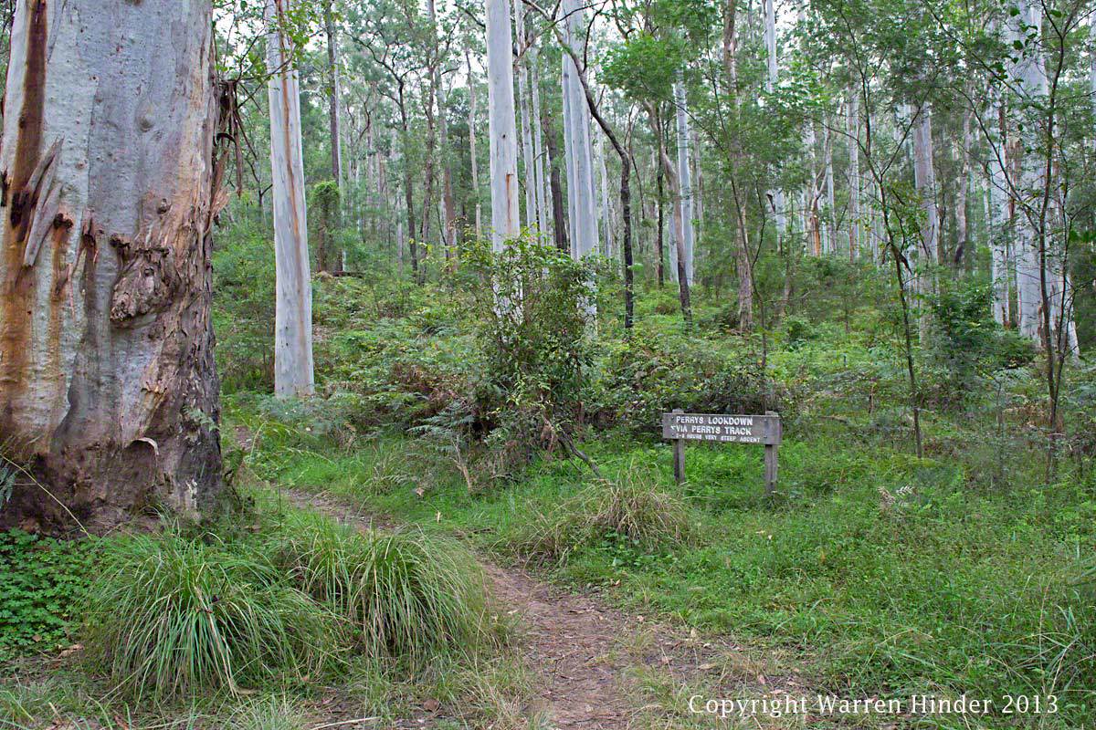 Track to Perrys Lookdown Bluegum