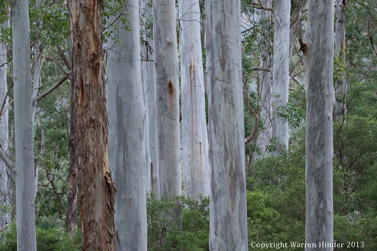 Warren-Hinder-Copyright-2013-Bluegum-Trunk-detail.jpg