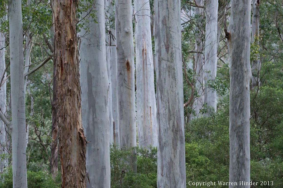 Warren-Hinder-Copyright-2013-Bluegum-Trunk-detail.jpg
