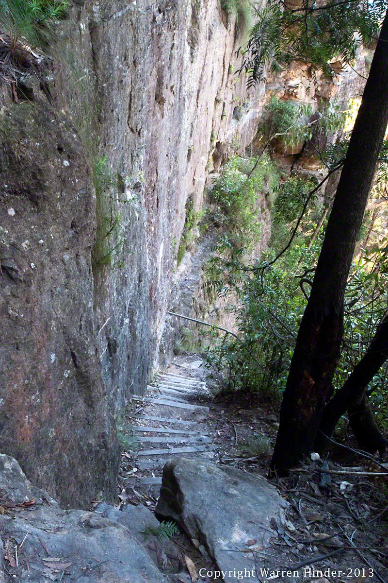 Perrys Lookdown Track to Bluegum