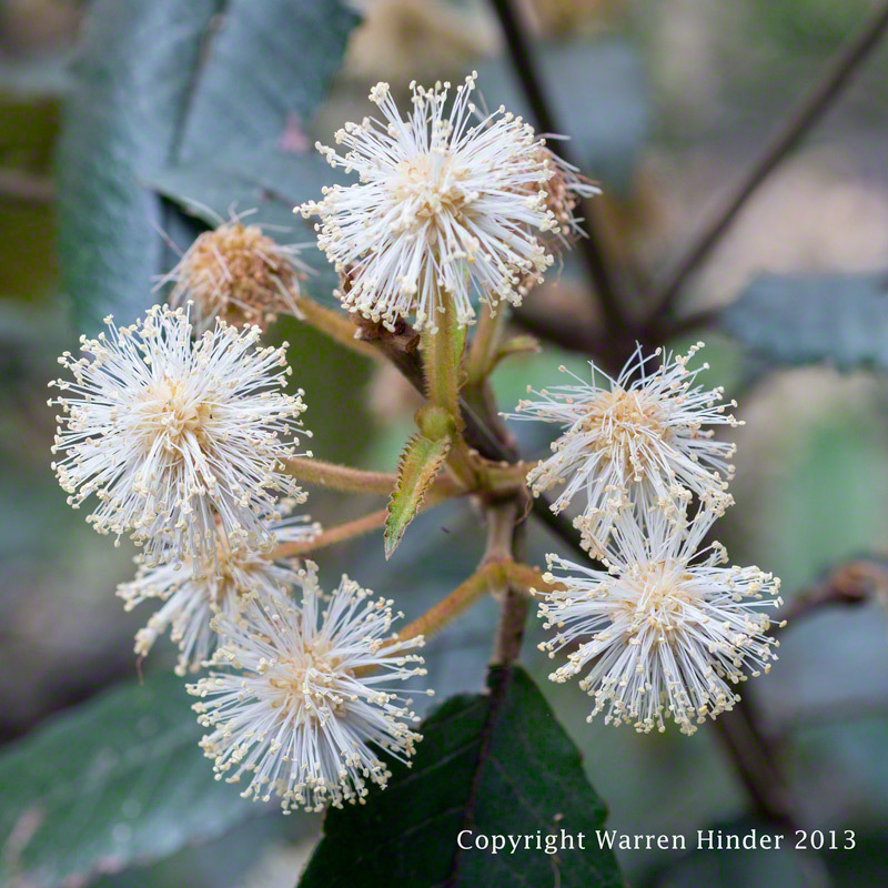 Warren-Hinder-Copyright-2013-Gum-Blossom-detail.jpg