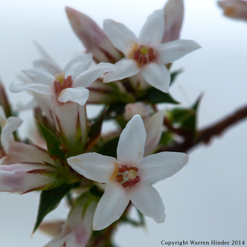 Warren-Hinder-Copyright-2014-Epacris-paludosa.jpg