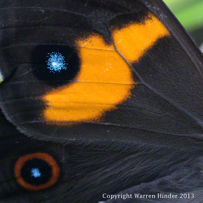 Warren-Hinder-Copyright-2013-Butterfly-wing-detail.jpg