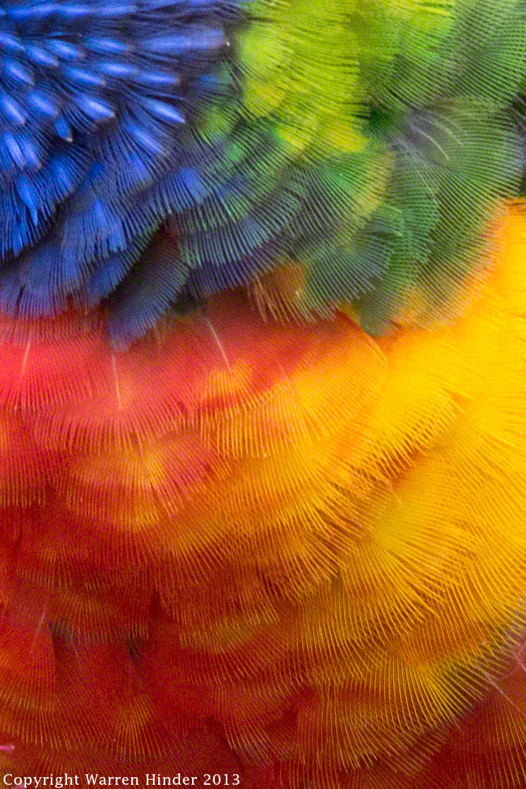 Warren-Hinder-Copyright-2013-Rainbow-Lorikeet-Detail.jpg