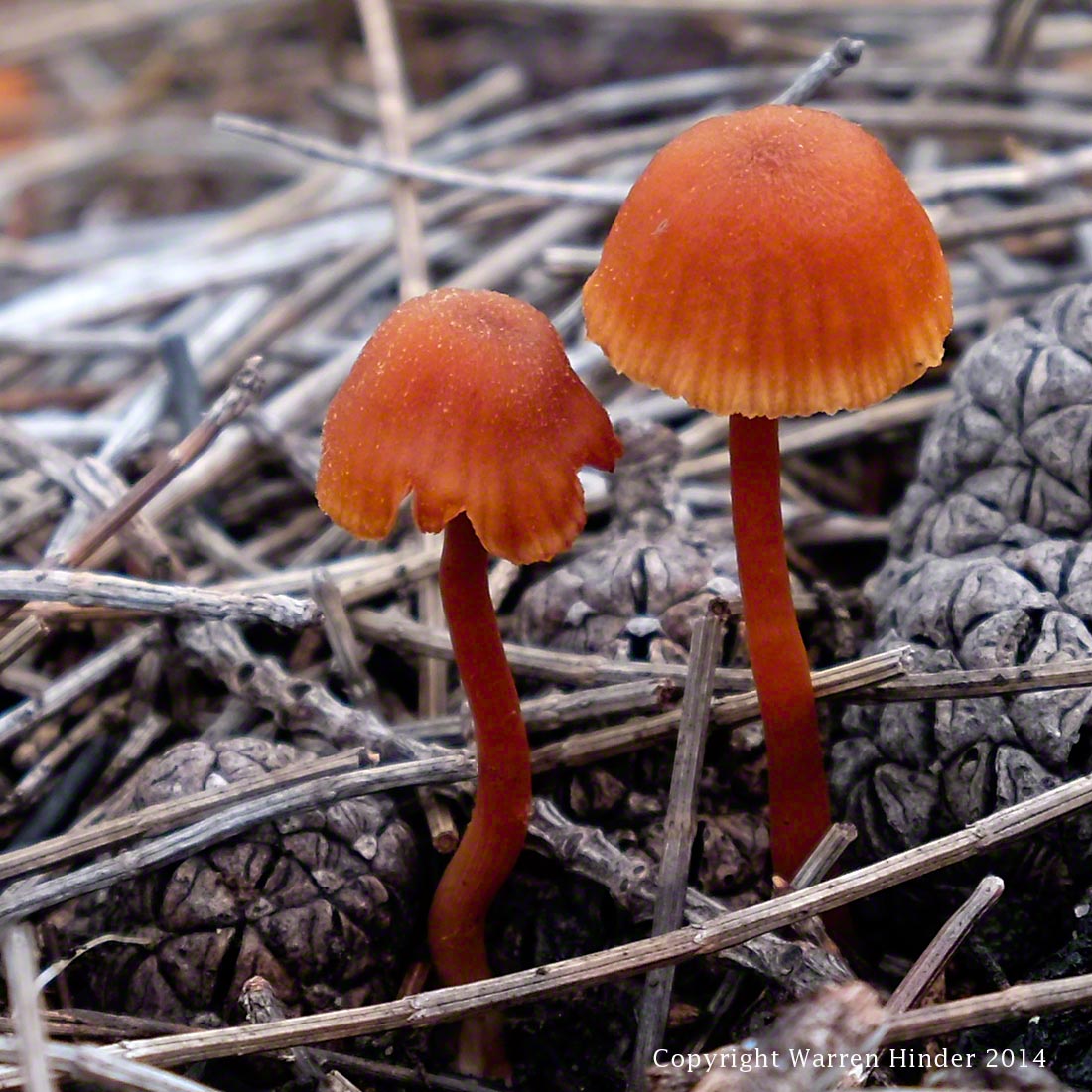 Warren-Hinder-Copyright-2014-Orange-Mushrooms.jpg