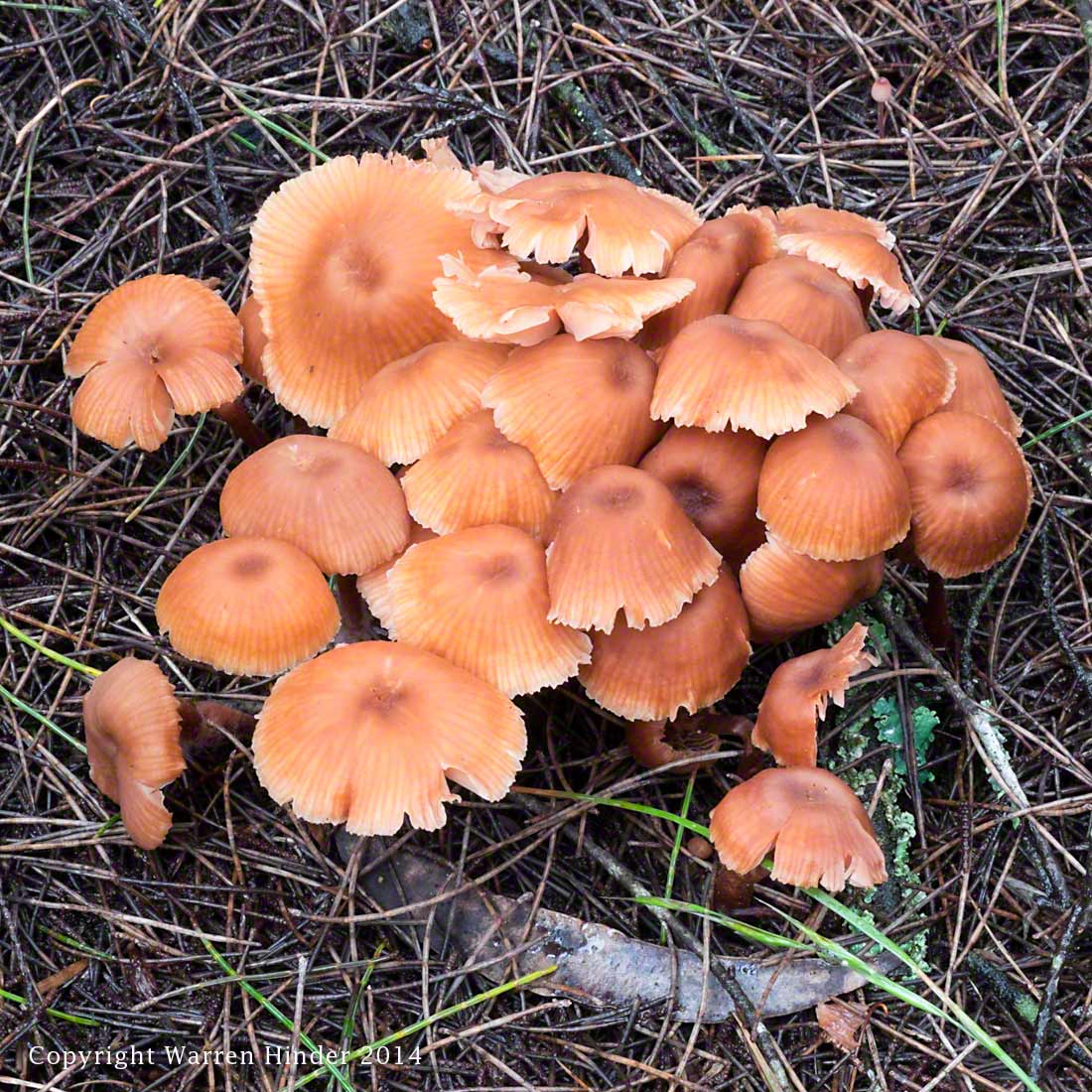 Warren-HinderCopyright-2014-Mushroom-bunch.jpg