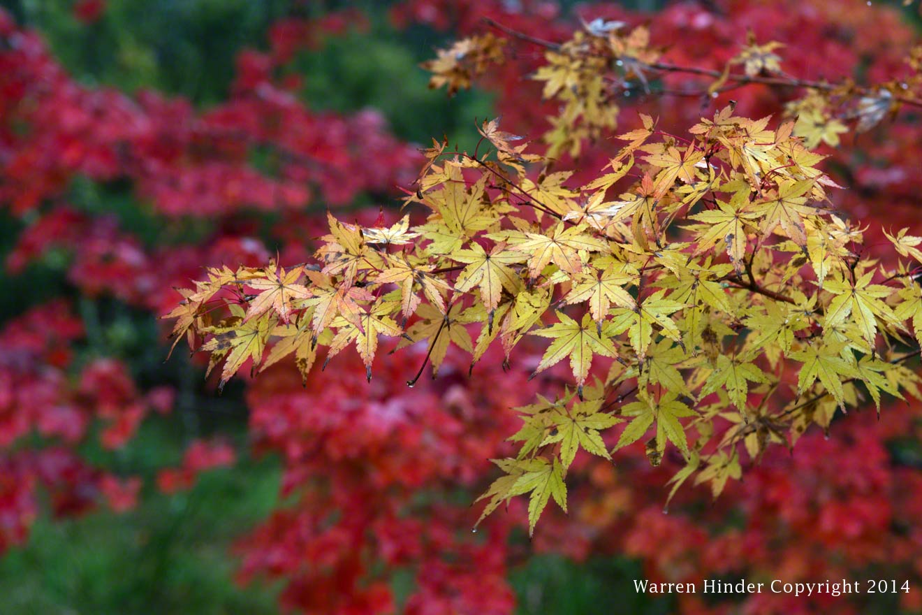 Warren-Hinder-Copyright-2014-Autumn-Colours-Katoomba-close-up-3.jpg