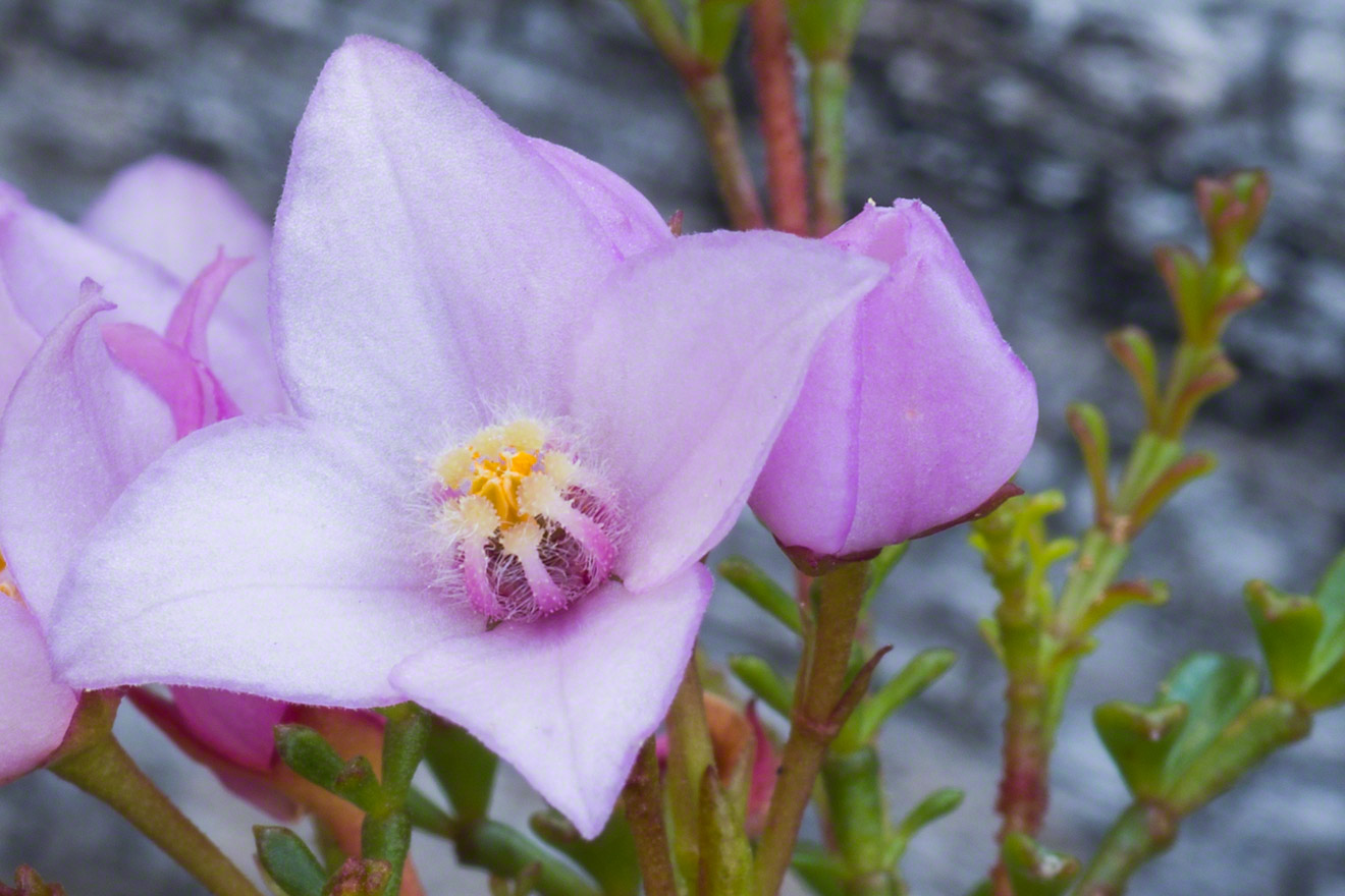 Boronia-microphylla-Warren-Hinder-Copyright-2014.jpg