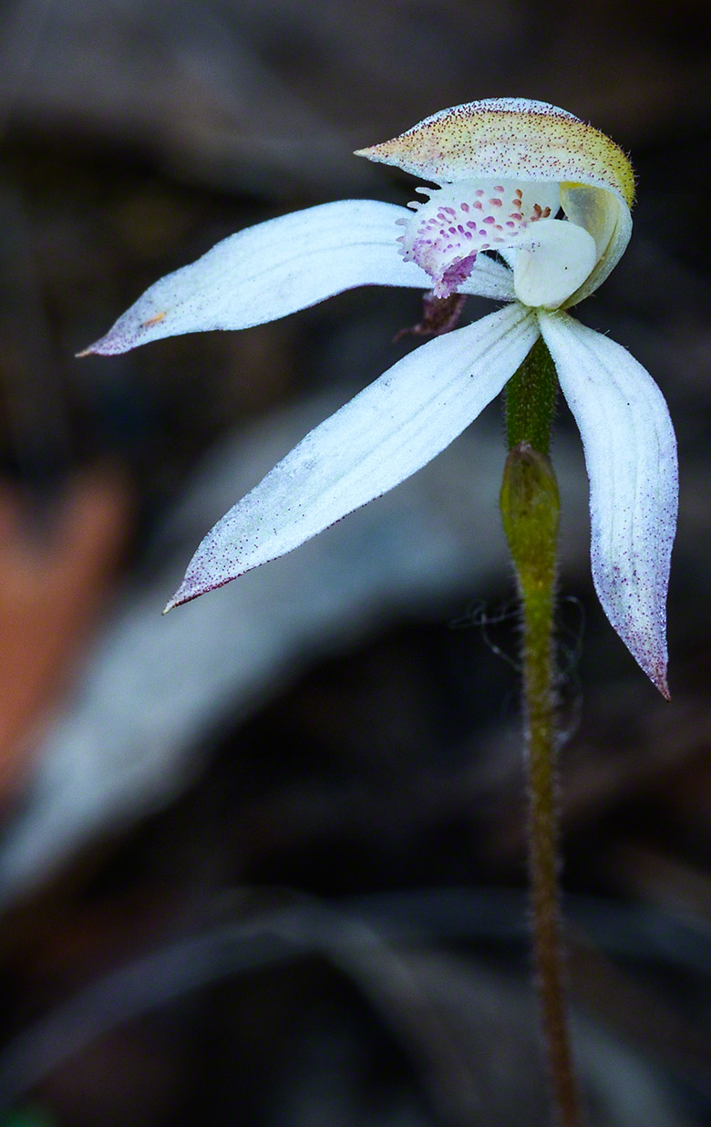 Caladenia-dimorpha-(spicy-Caps)-Orchid.jpg