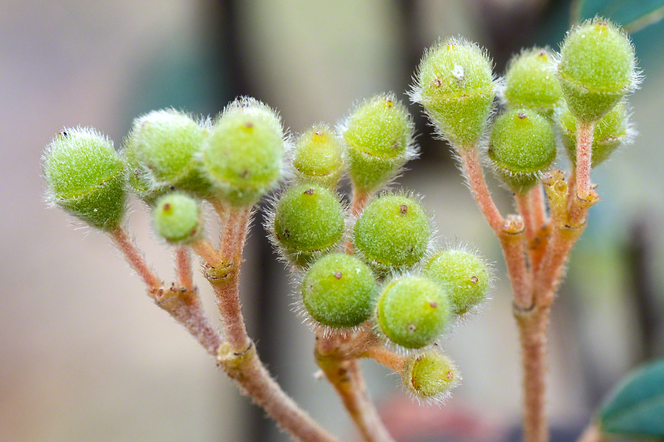 Seed-Pods-Warren-Hinder-Copyright-2014.jpg