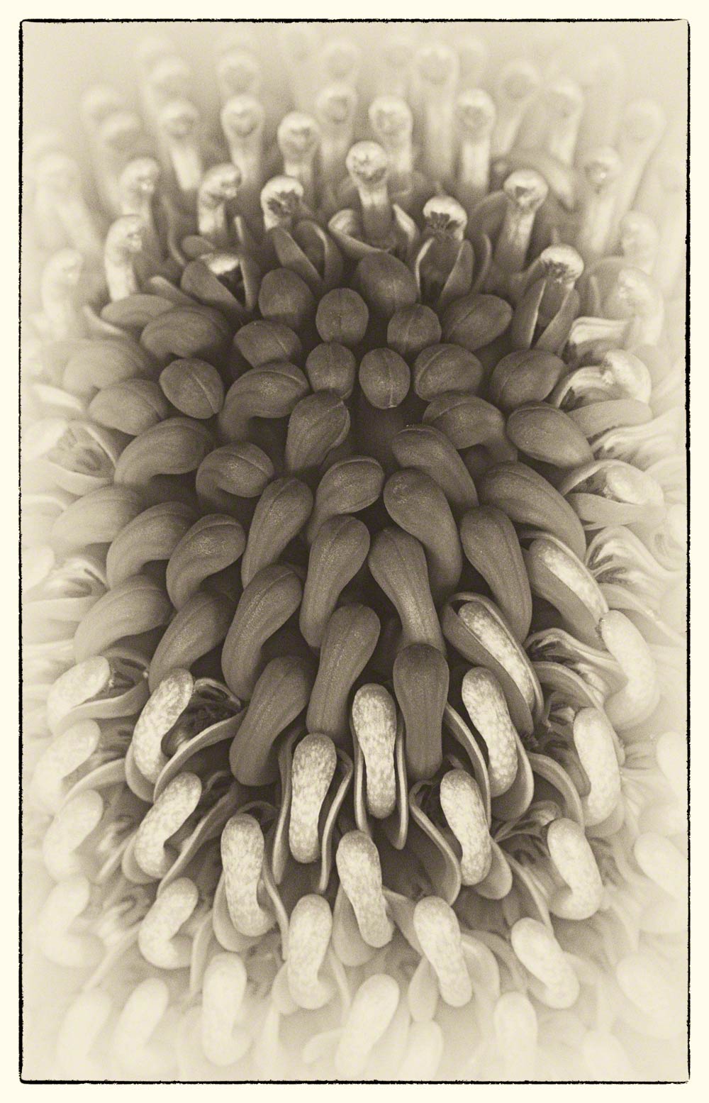 lo-Res-B&W-waratah-Warren-Hinder-copyright-2014.jpg