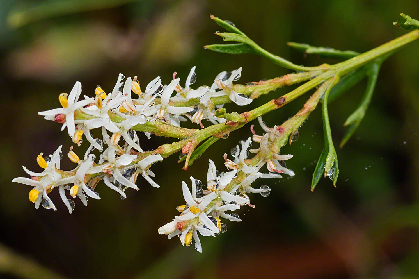 flower6-with-lo-res.jpg