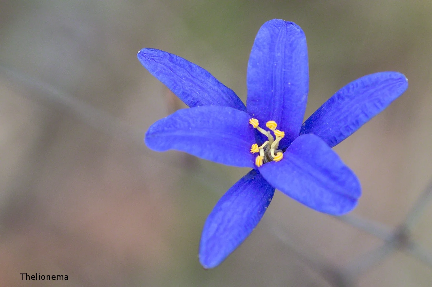 Wild Flowers — Blue Mountains Walks