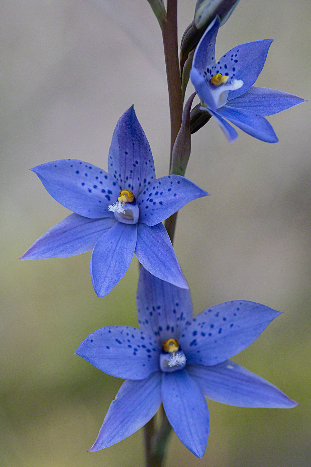 Sun-Orchid-lo-res.jpg