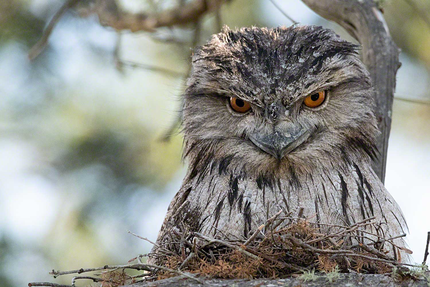 Tawny-Frogmouth-Tiff-Oct-18-lo-res.jpg