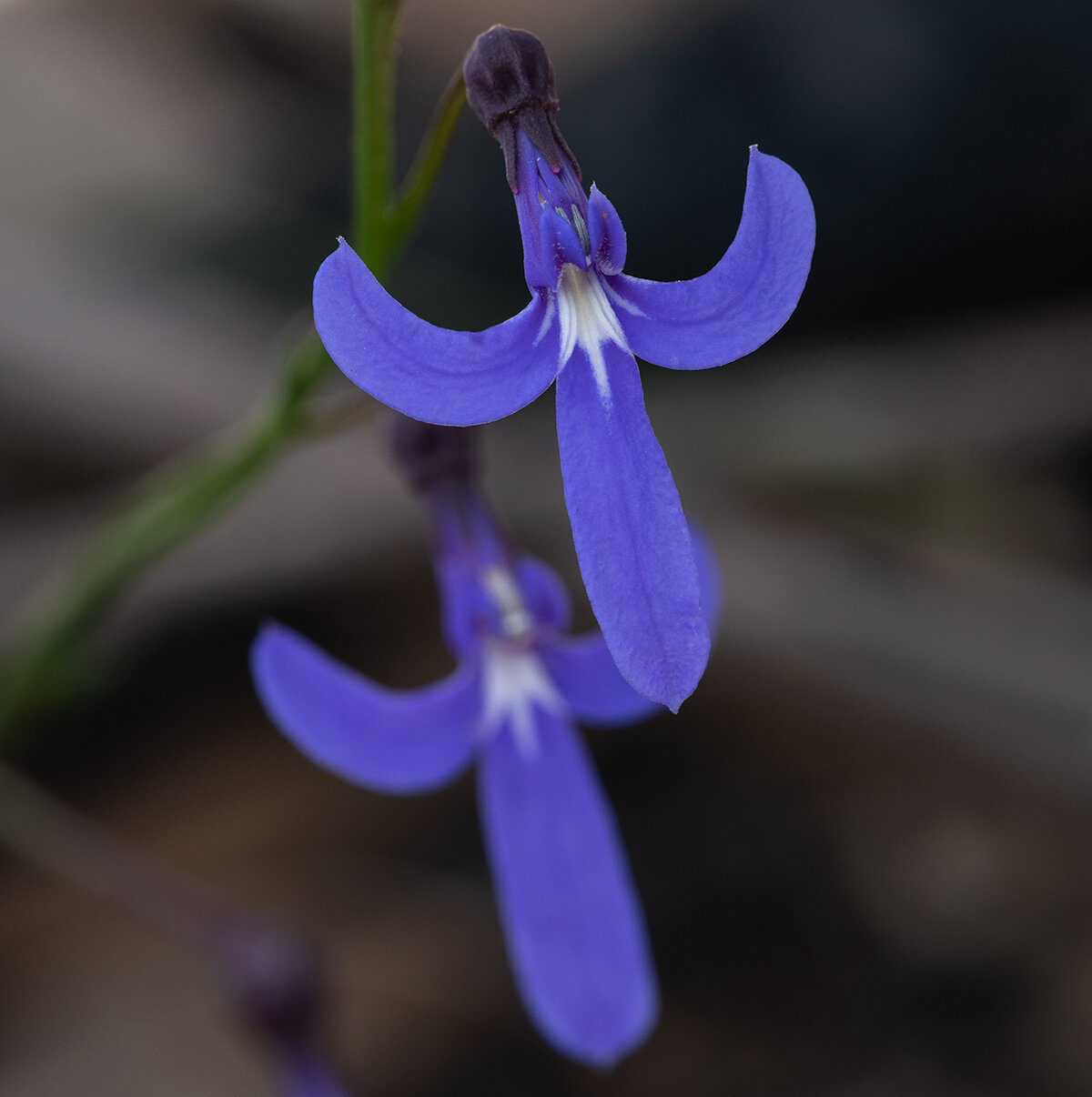 Lobelia-Dentata-Copyright-Warren-Hinder-2020.jpg