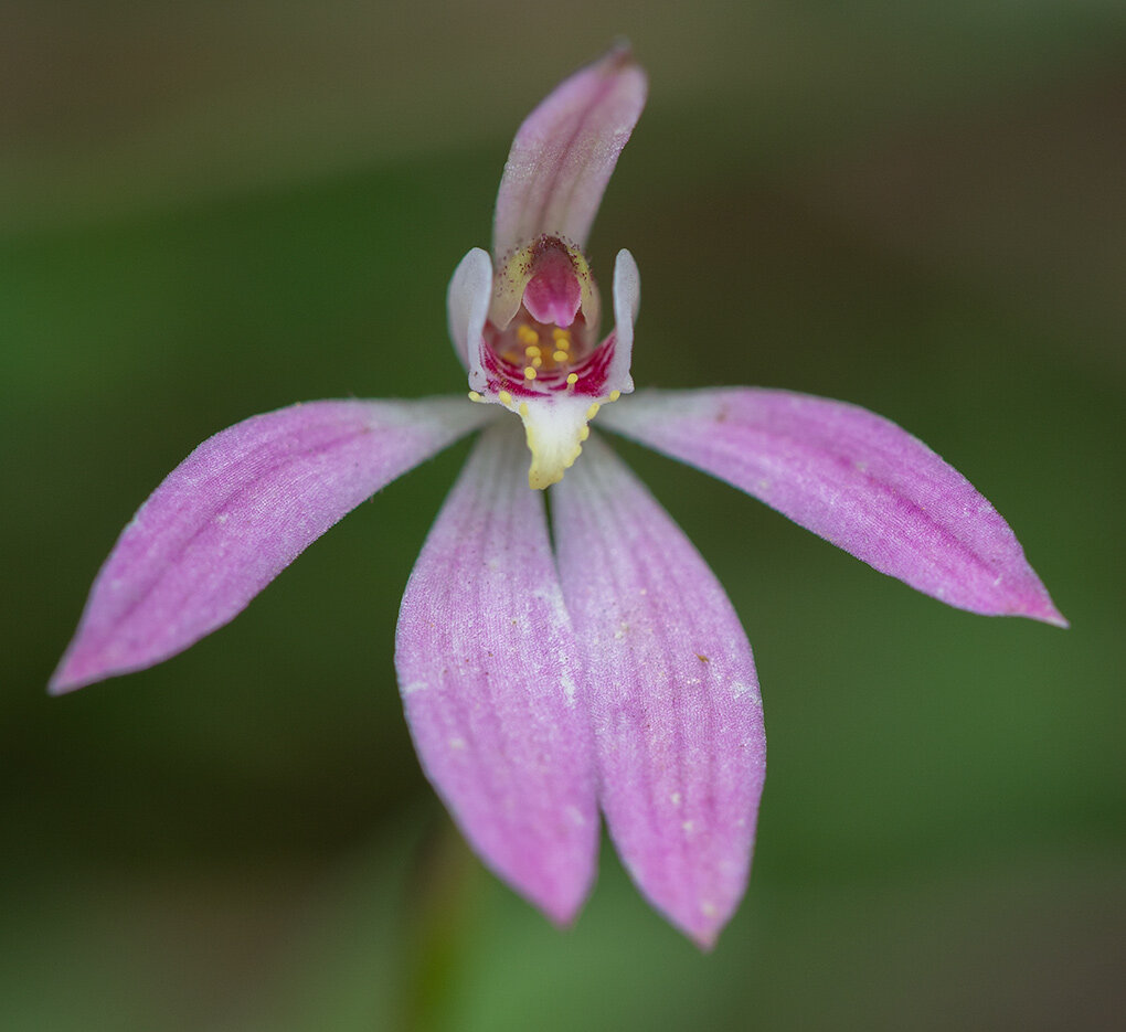 caladenia-carnea-orchid-square-Copyright-Warren-Hinder-2020.jpg