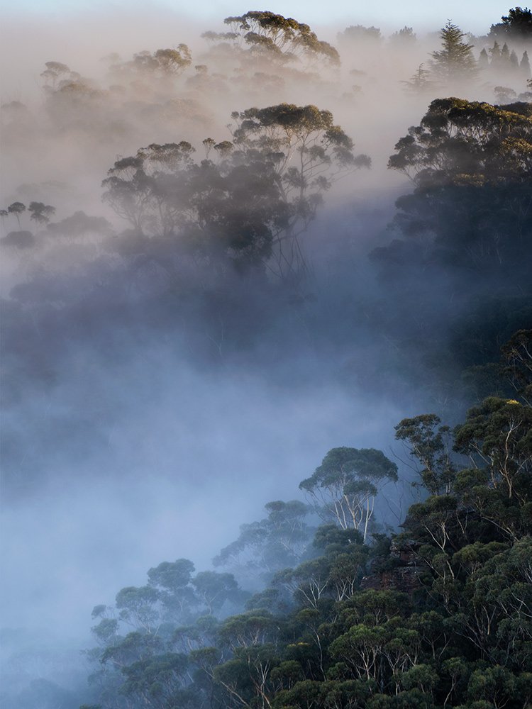 Mist-from-Landslide-lookout-2-Copyright-Warren-Hinder-2021.jpg