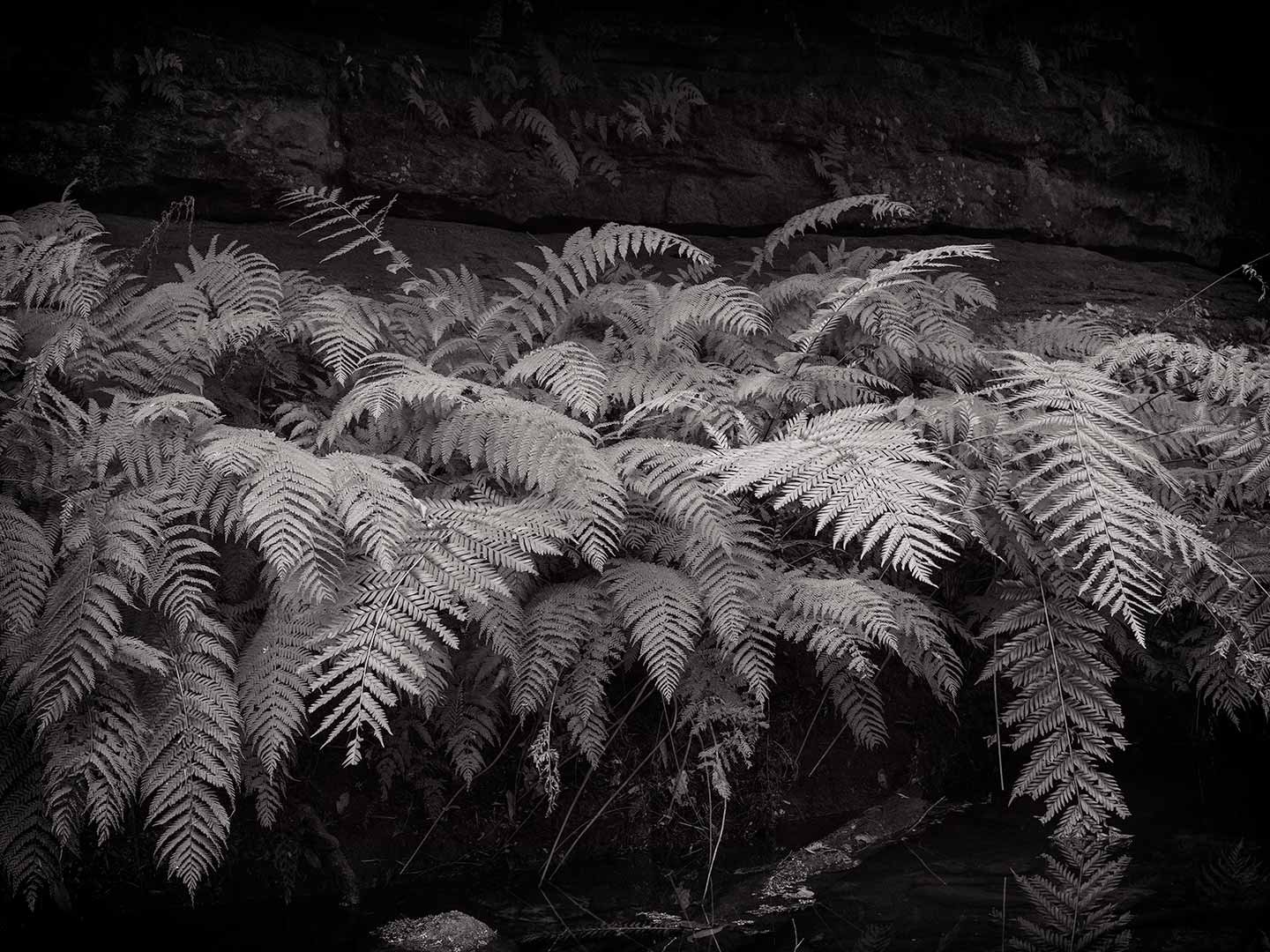 Ferns-B&W-Grand-canyon-Copyright-Warren-Hinder-2018.jpg