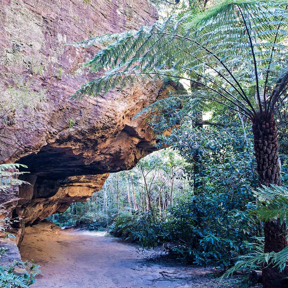 Cave-with-Fern-Grand-Canyon-Copyright-Warren-Hinder-2018.jpg