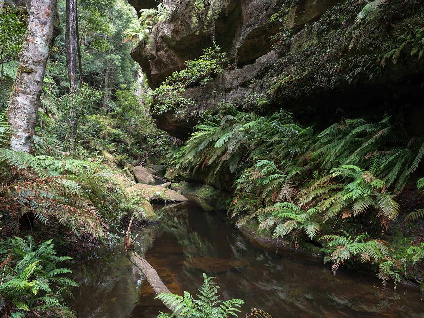 Grand-Canyon-stream-and-ferns-Copyright-Warren-Hinder-2018.jpg