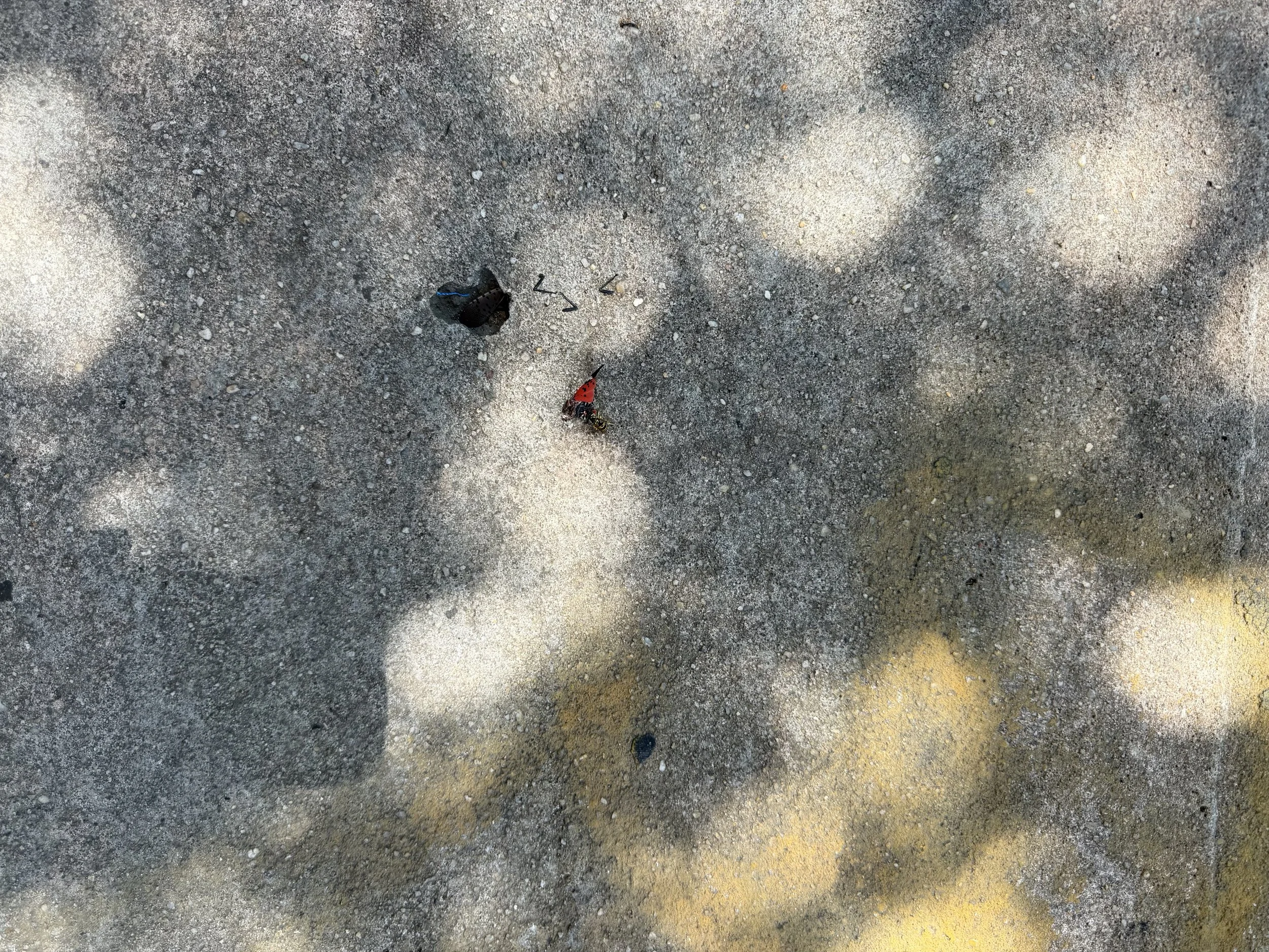 IMG_1504.jpeg
