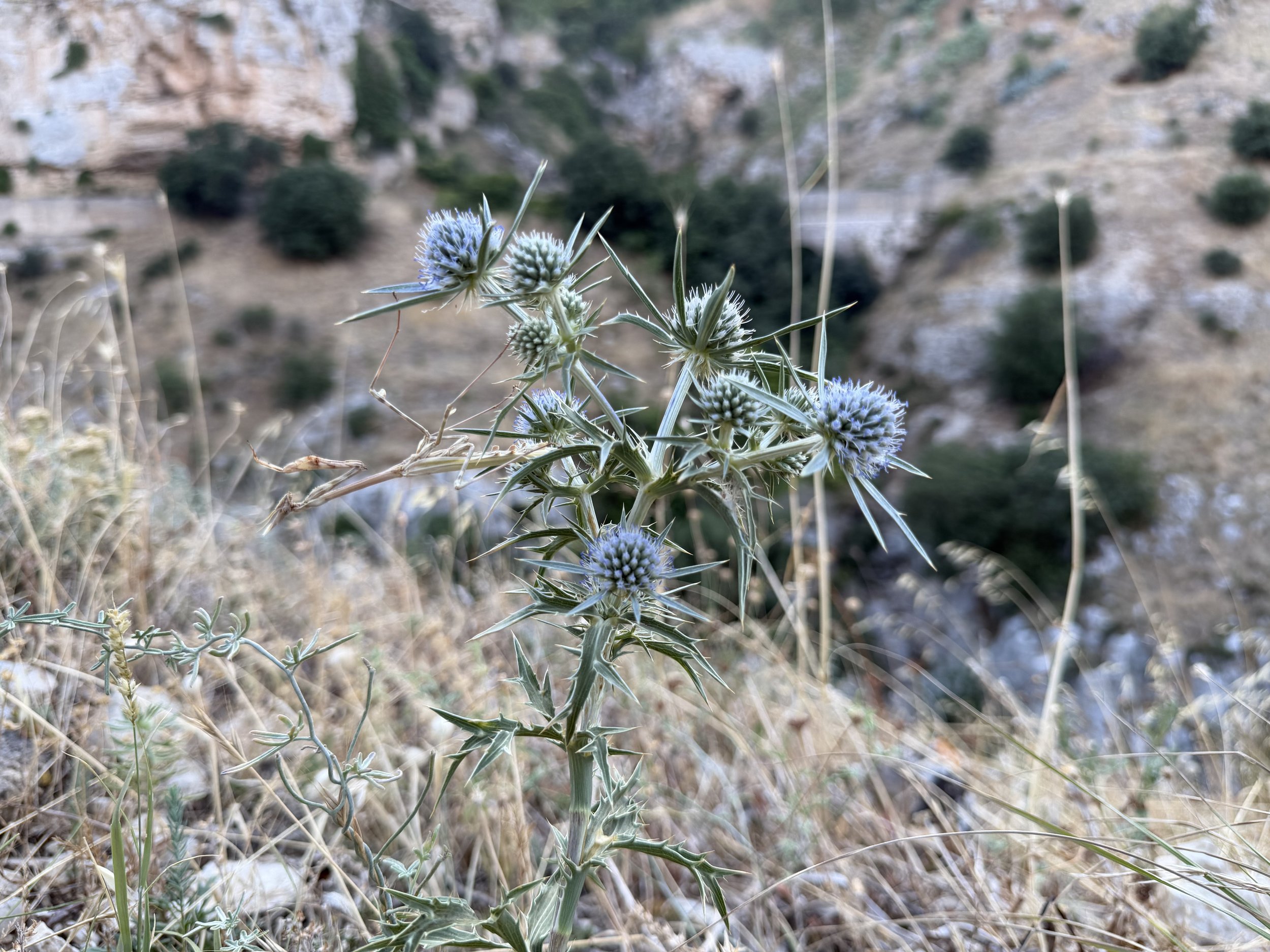 IMG_0047.jpeg