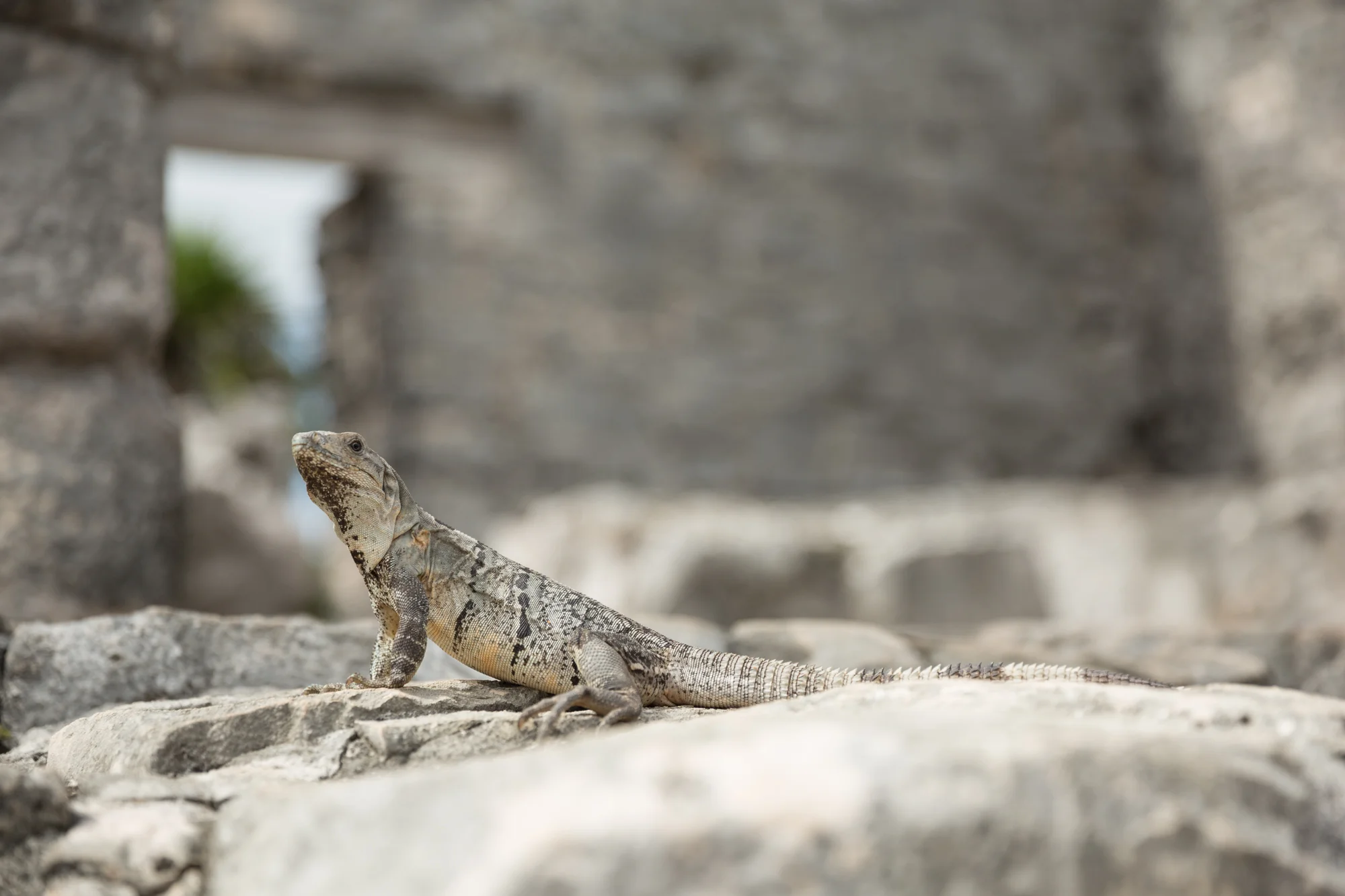 TULUM2016-237.jpg
