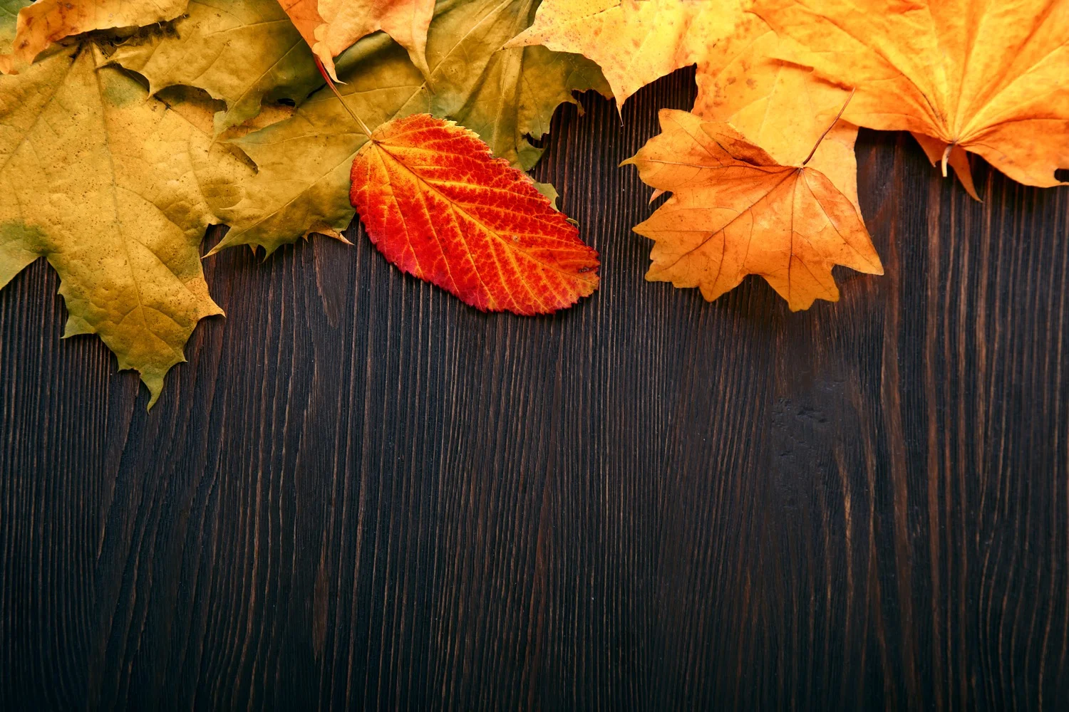 28: Thanksgiving