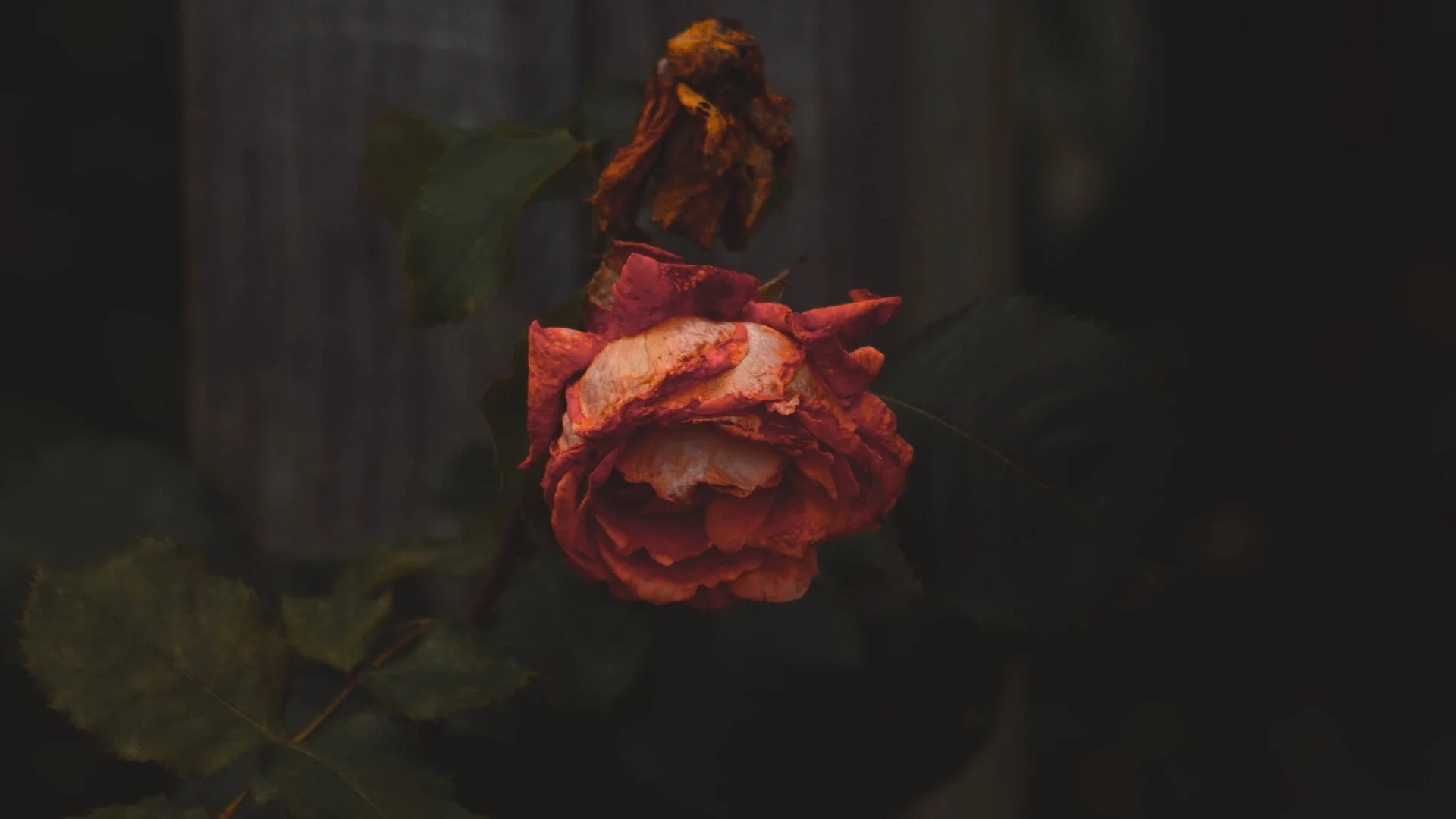 237: Are You Emotionally Dying?