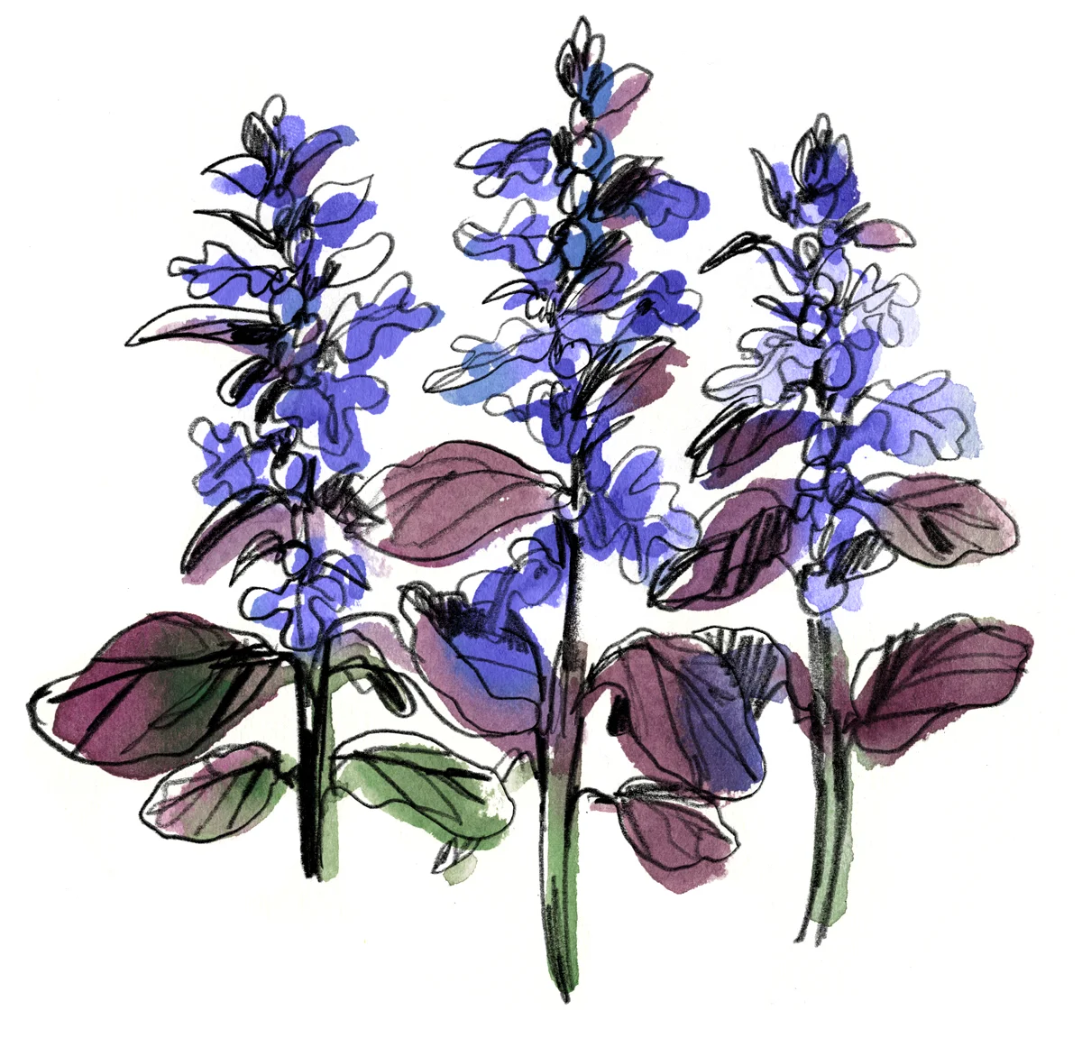 Ajuga