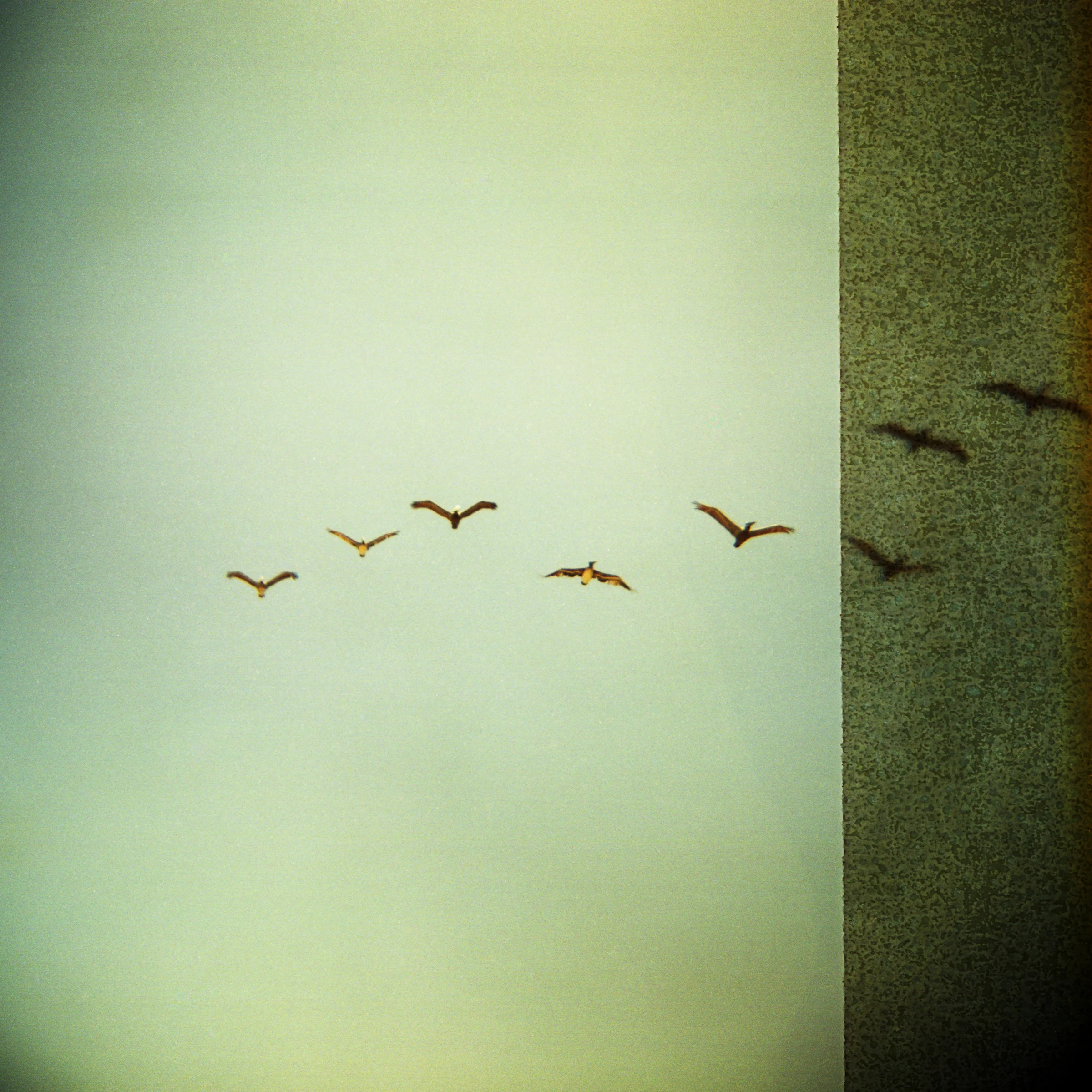 Birds of Paradise • Capitan State Beach, CA