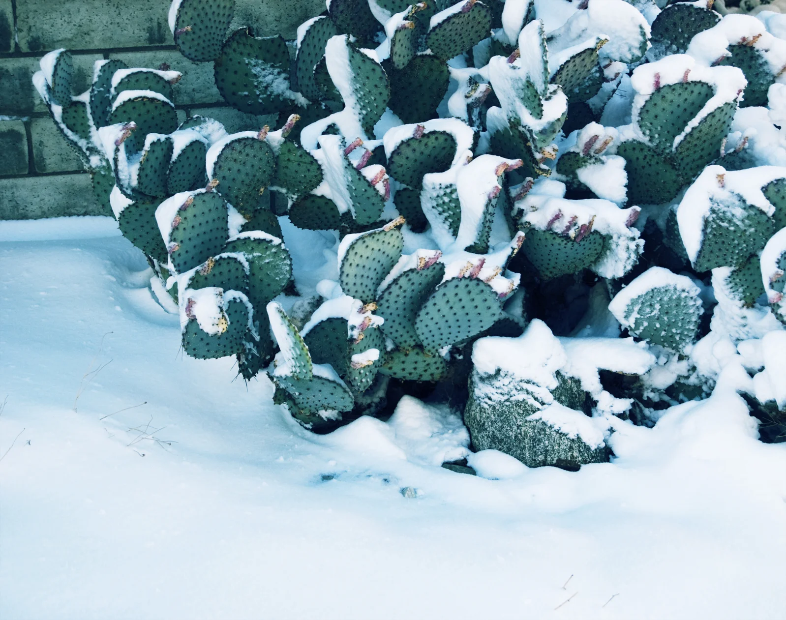 Snowball's Chance in Hell • High Desert, CA