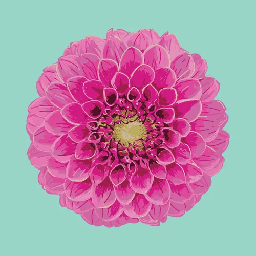 Dahlia • Prints and pillows are available in my Society 6 shop . 