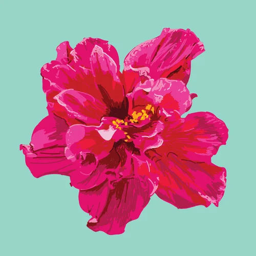 Hibiscus • Prints and pillows are available in my Society 6 shop . 