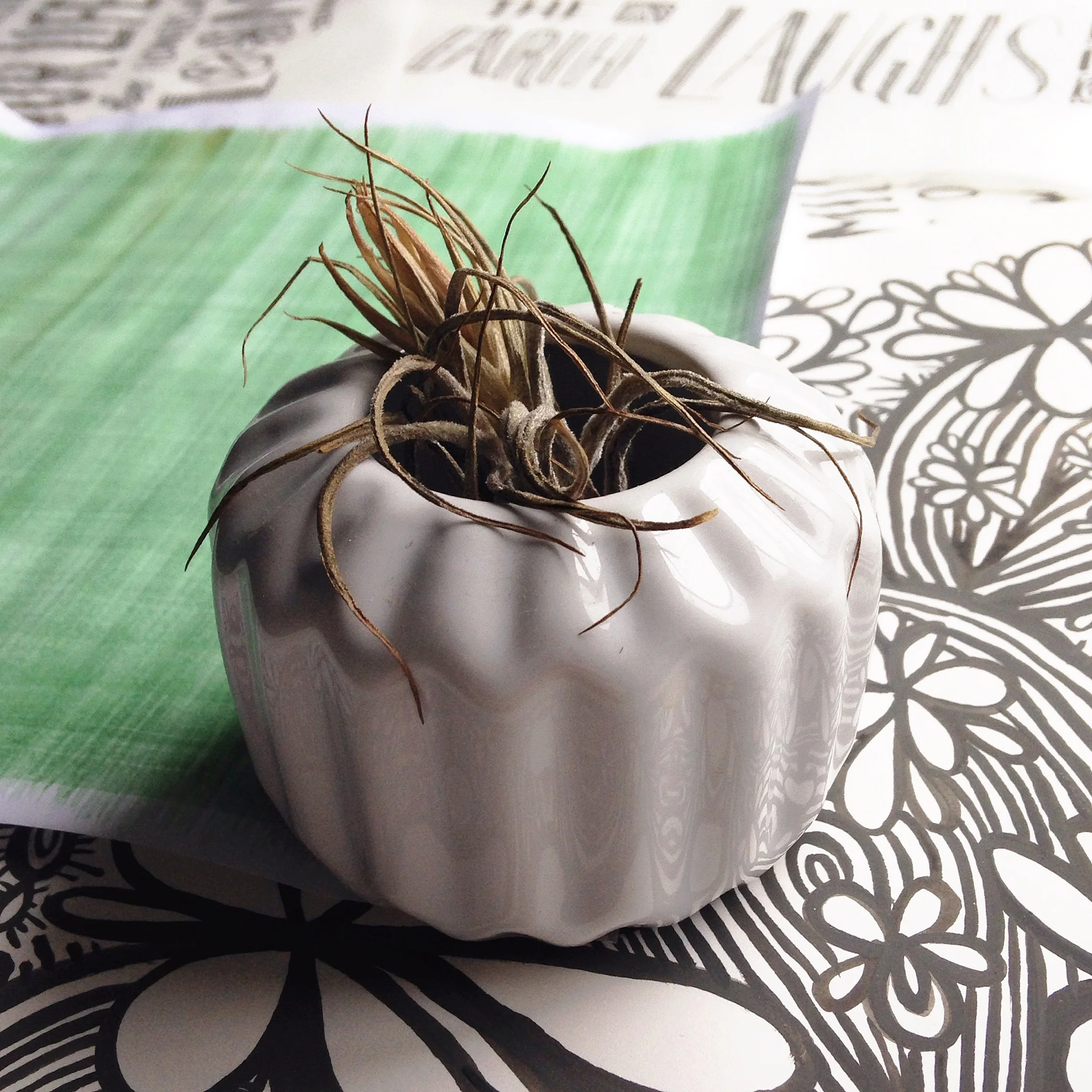 This is why I create botanical artwork. I am a wannabe green thumb. I even kill air plants. Any tips I should know for keeping these babies alive?
