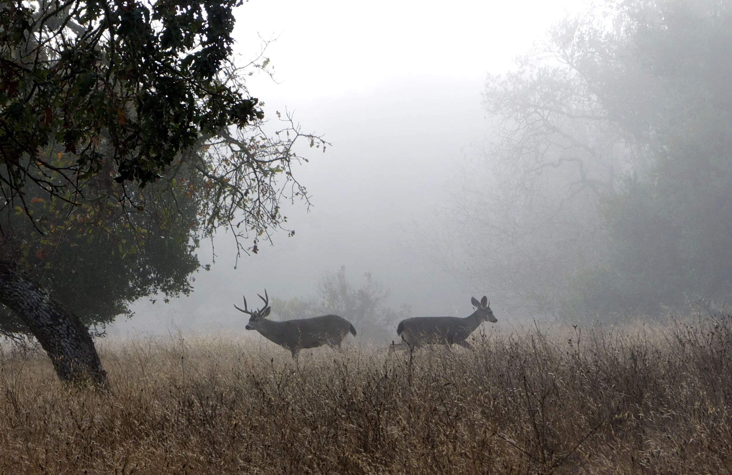 Deer In Fog - Skyline Wilderness Park in Napa, CA