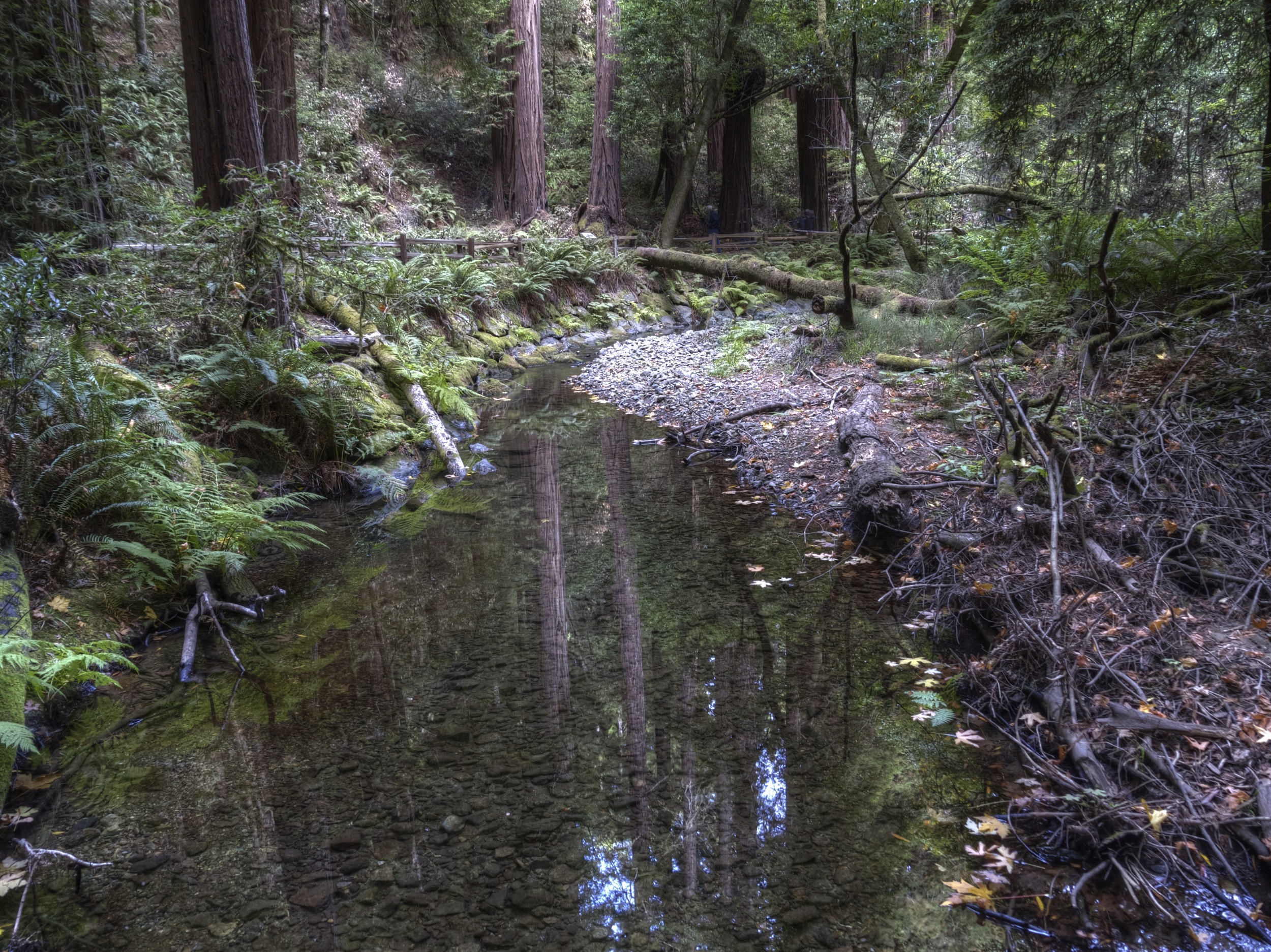 Muir Woods