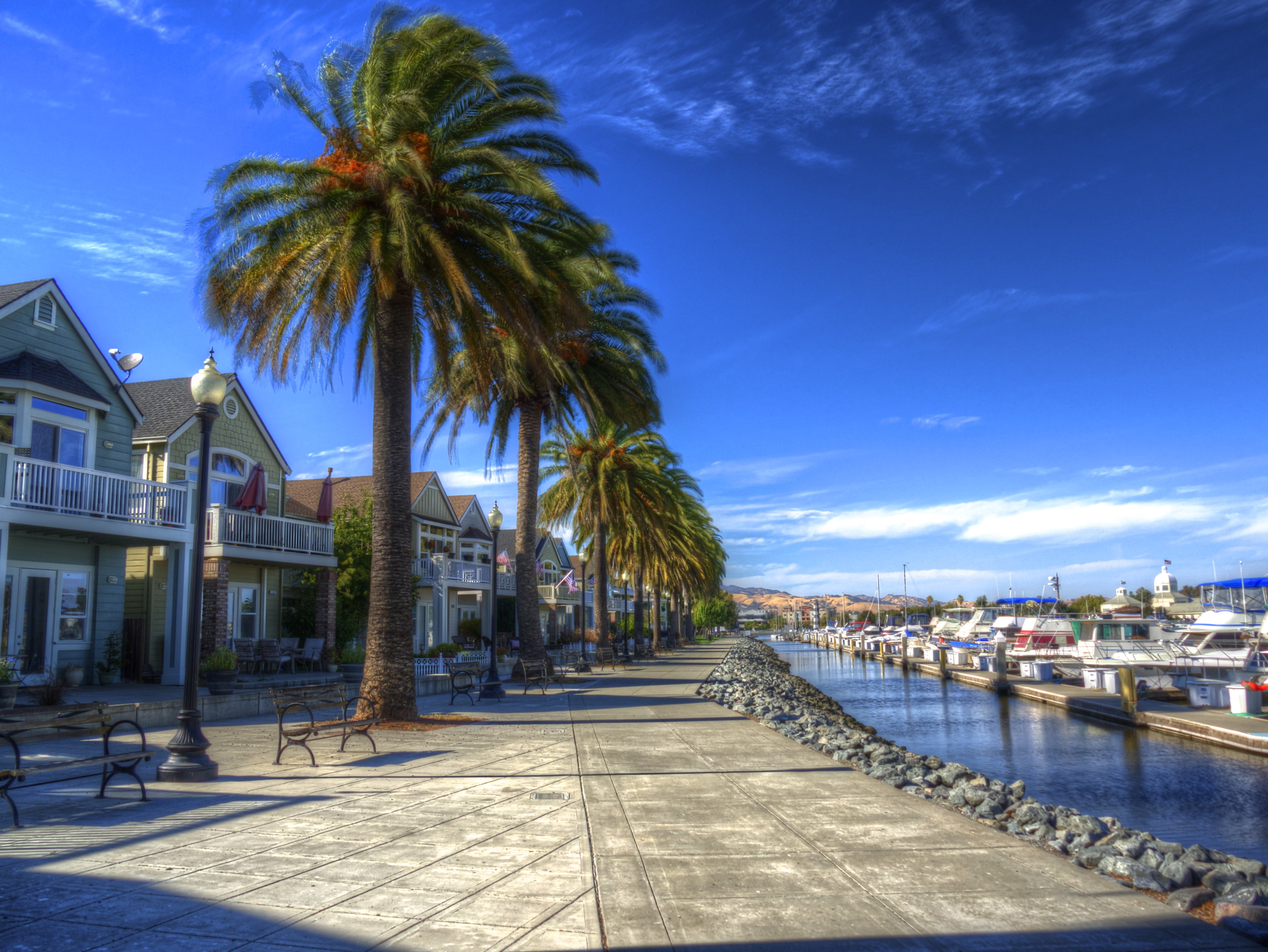 Palm Trees on the Suisun Waterfront