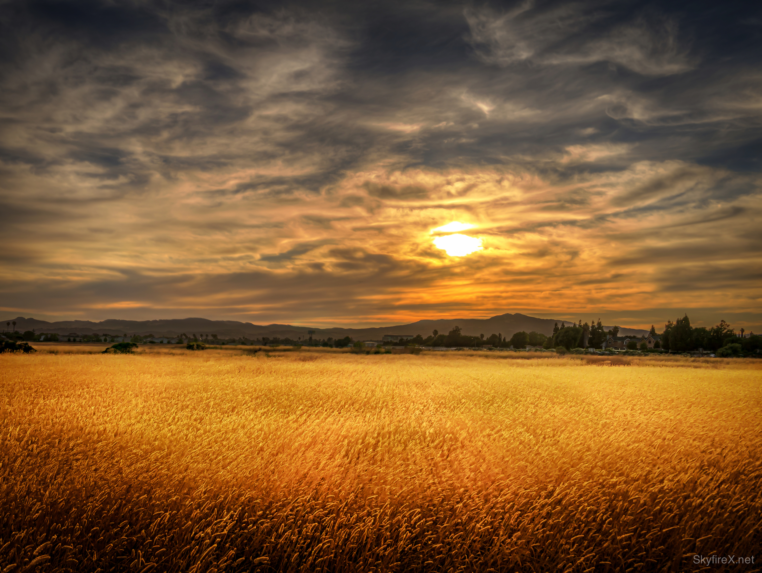 Golden Sunset in the Marsh